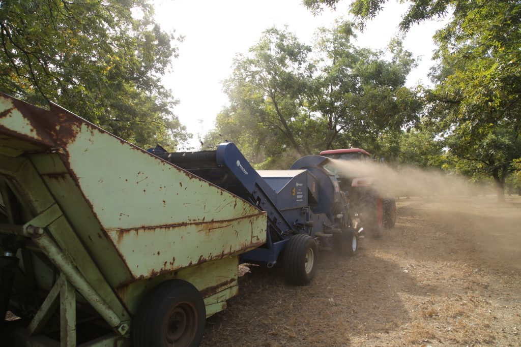 Pecan harvest season