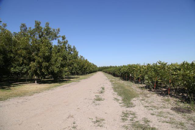 Visit to a pecan orchard in Chihuahua, Mexico