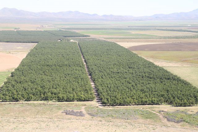 Bird's eye view on some pecan orchards in Chihuahua, Mexico