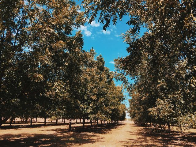 Visit to a pecan orchard in Sonora, Mexico